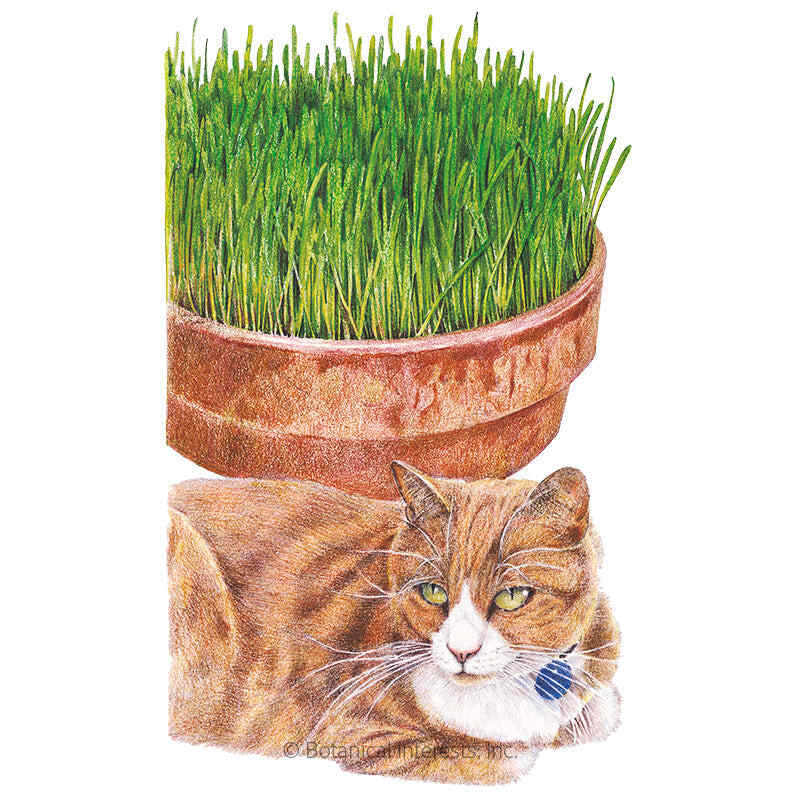 Catgrass Seed Packet seed packet photo
