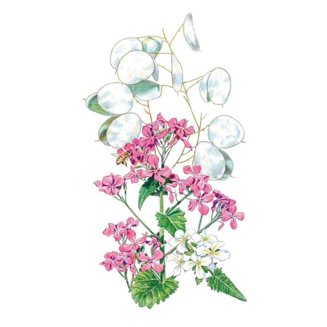 Money Plant Honesty Seed Packet seed packet photo
