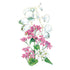 Money Plant Honesty Seed Packet seed packet photo