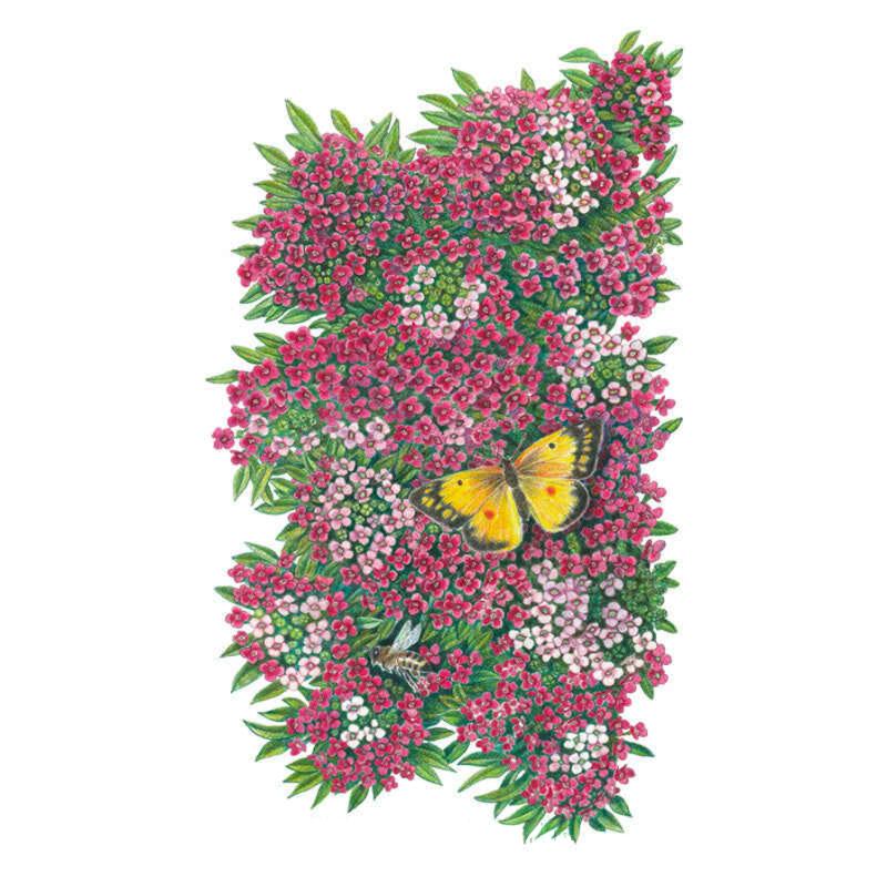 Alyssum Rosie ODay Seed Packet seed packet photo