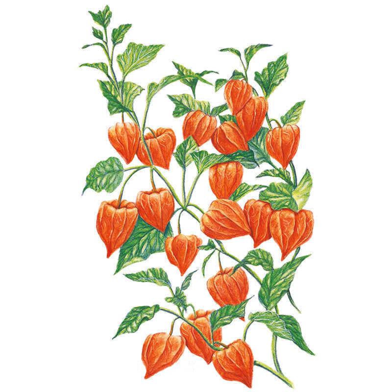 Chinese Lantern Seed Packet seed packet photo