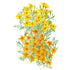 Marigold Lemon & Tangerine Gems Seed Packet seed packet photo