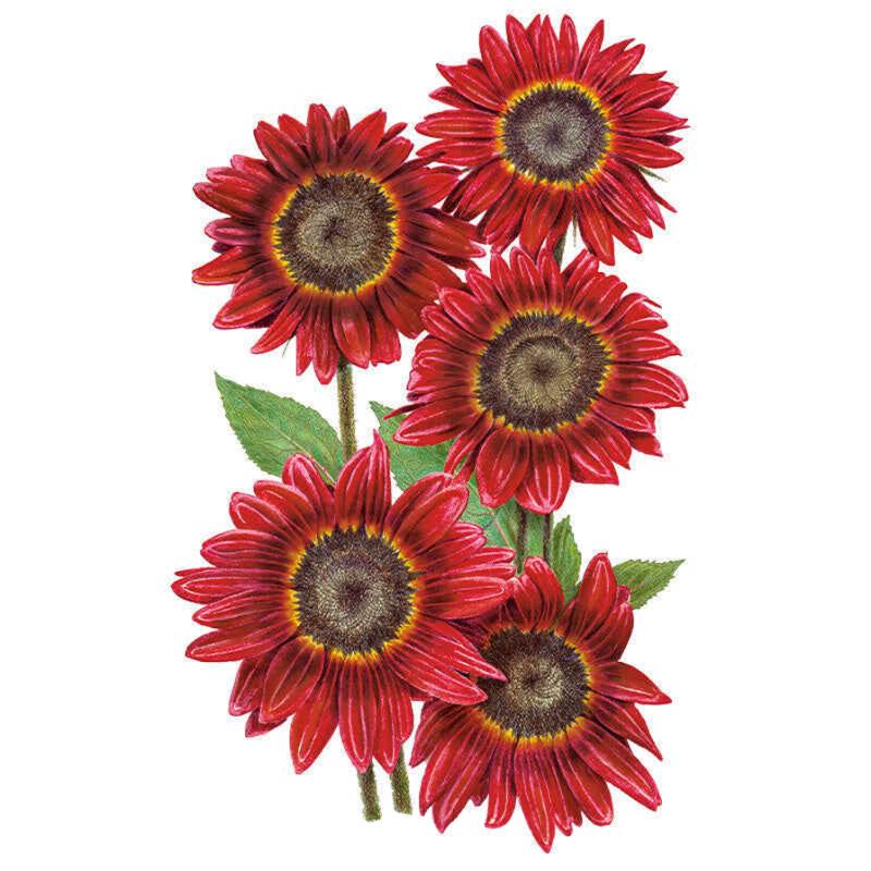 Sunflower Rouge Royale Seed Packet seed packet photo