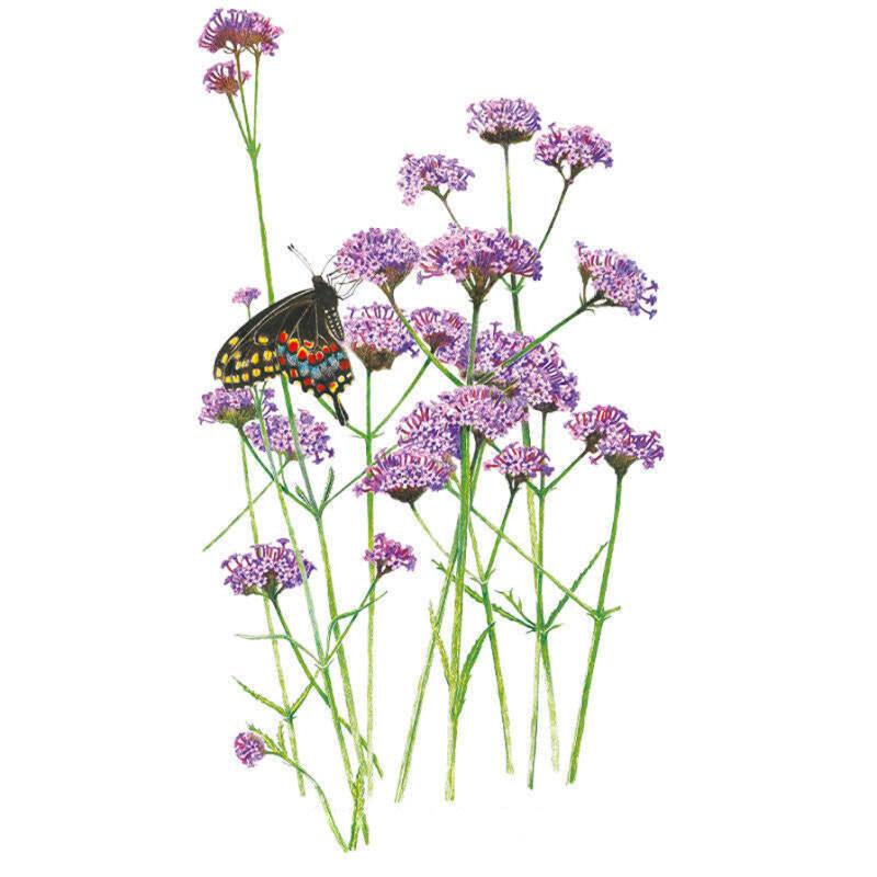 Verbena Brazilian Vervain Seed Packet seed packet photo