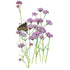 Verbena Brazilian Vervain Seed Packet seed packet photo