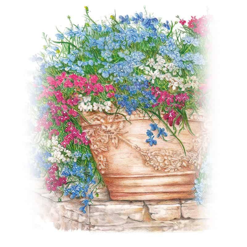 Lobelia Cascade of Colors Seed Packet seed packet photo