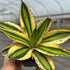 5gal Agave Quadricolor plant photo
