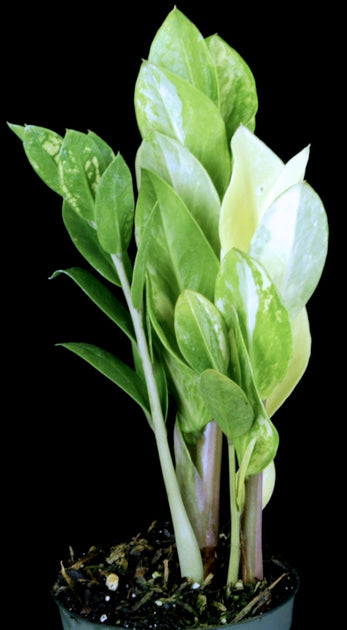 Zamioculcas zamiifoli ZZ Variegated plant photo