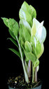 Zamioculcas zamiifoli ZZ Variegated plant photo