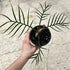 4" Philodendron Tortum plant photo