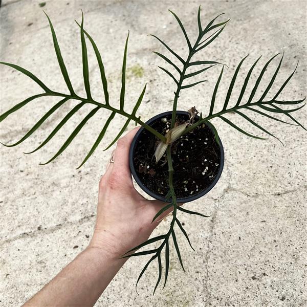 6" Philodendron Tortum plant photo
