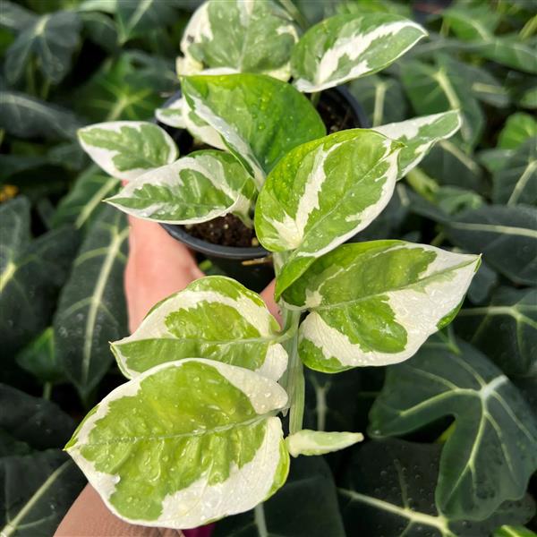 4.5" Pothos Glacier plant photo