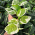 4.5" Pothos Glacier plant photo