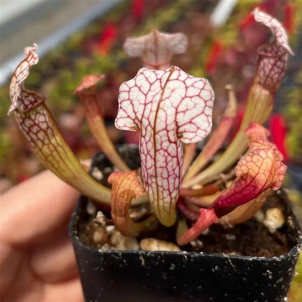 2" Sarracenia Velvet plant photo
