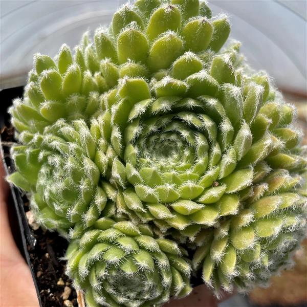 3.5" Sempervivum Baby Star plant photo
