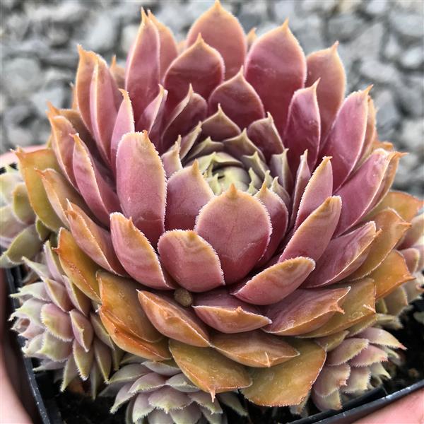 3.5" Sempervivum El Toro plant photo