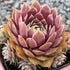 3.5" Sempervivum El Toro plant photo