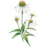 Echinacea White Swan Seed Packet seed packet photo
