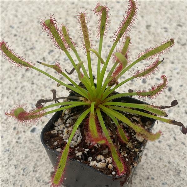3" Drosera Capensis plant photo