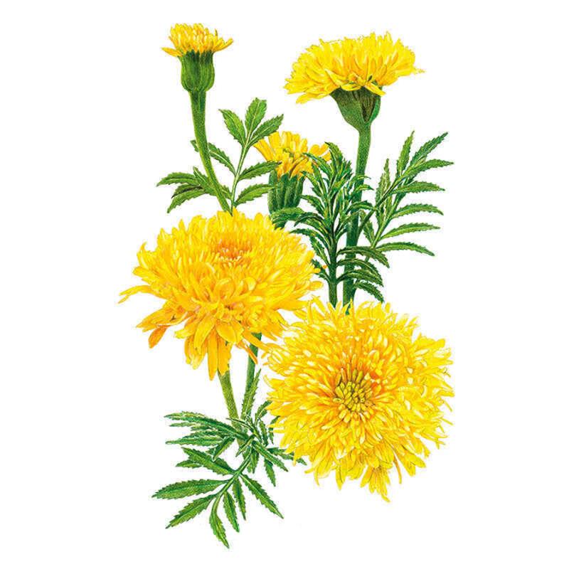 Marigold Phyllis Seed Packet seed packet photo