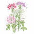 Cleome Fountain Blend Seed Packet seed packet photo