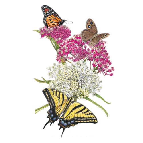 Milkweed Irresistible Seed Packet seed packet photo