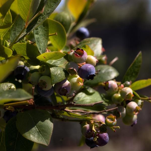 Blueberry Earliblue 1 gal plant photo