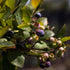Blueberry Earliblue 1 gal plant photo