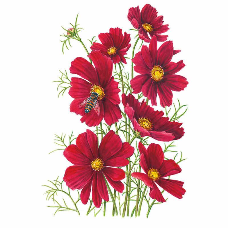 Cosmos Rubenza Seed Packet seed packet photo