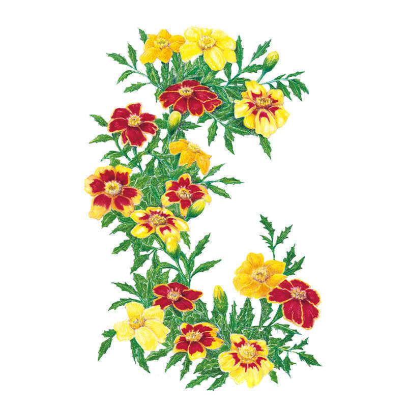 Marigold Favorite Blend Seed Packet seed packet photo