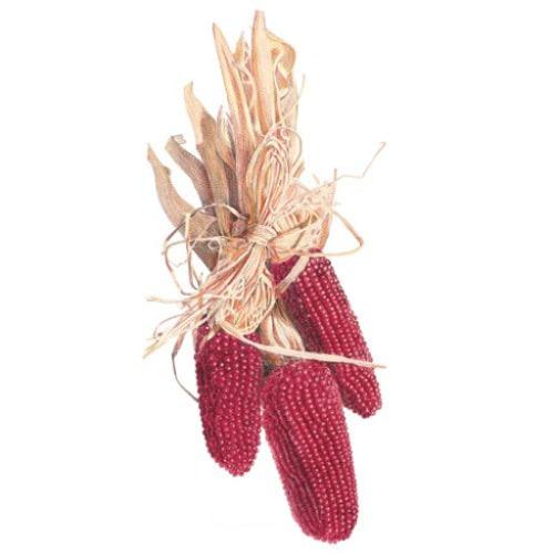 Corn Popcorn Strawberry Seed Packet seed packet photo