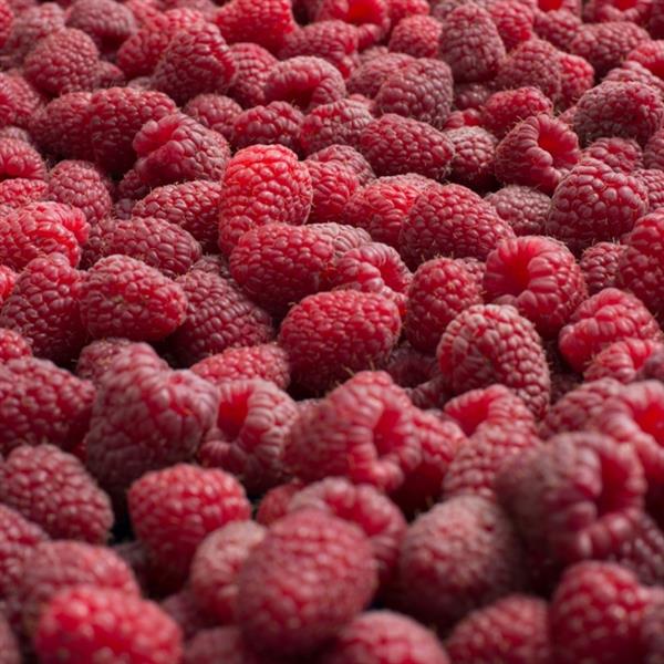 Rubus Willamette Raspberry 1 gal plant photo