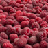 Rubus Willamette Raspberry 1 gal plant photo