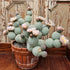 4" Cactus Tephrocactus plant photo