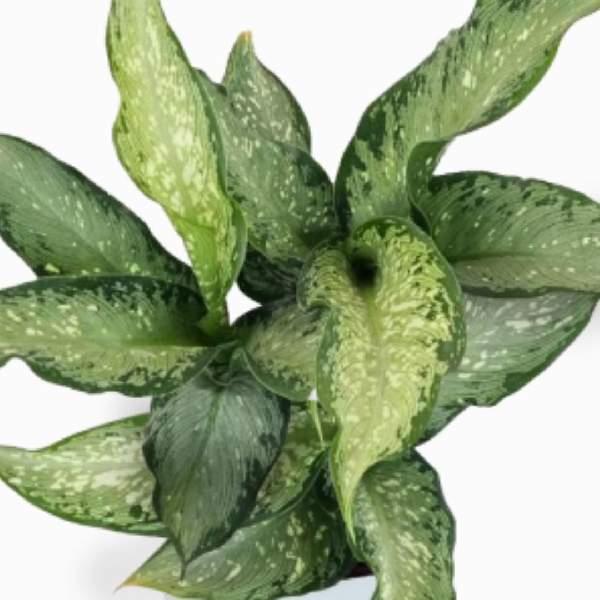 8" Dieffenbachia Tiki plant photo