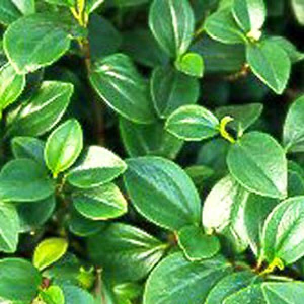4" Peperomia Glabella plant photo