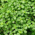 4" Pilea Baby Tears plant photo