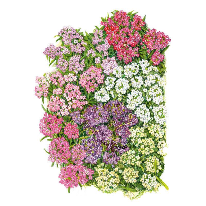 Alyssum Allure Pastel Blend Seed Packet seed packet photo