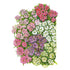 Alyssum Allure Pastel Blend Seed Packet seed packet photo