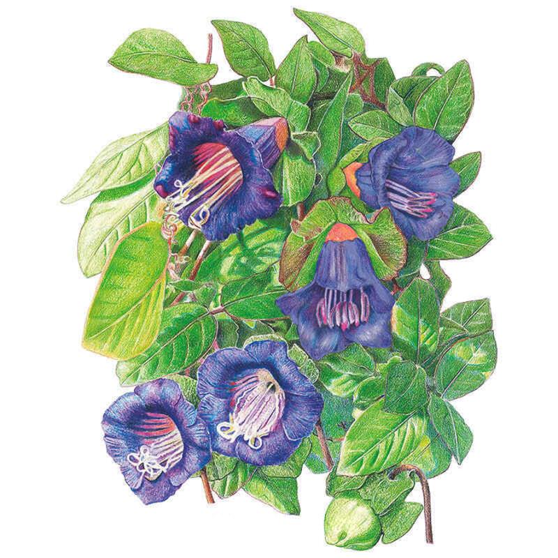 Cup &amp; Saucer Vine Seed Packet seed packet photo