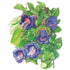 Cup & Saucer Vine Seed Packet seed packet photo