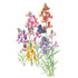 Linaria Fairy Bouquet Seed Packet seed packet photo
