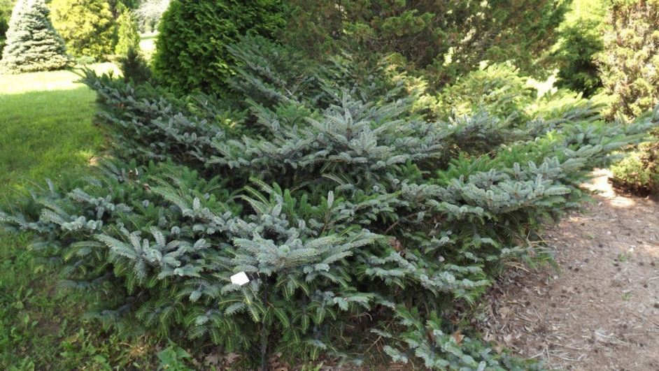 Spruce &