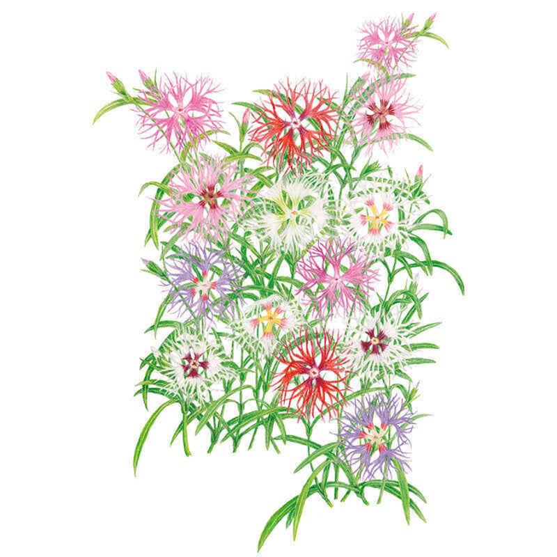 Cottage Pinks Rainbow Cortina Seed Packet seed packet photo