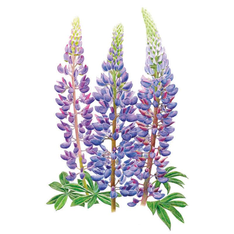 Bluebonnet Sundial Lupine Seed Packet seed packet photo