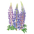 Bluebonnet Sundial Lupine Seed Packet seed packet photo