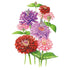 Zinnia Northern Lights Seed Packet seed packet photo