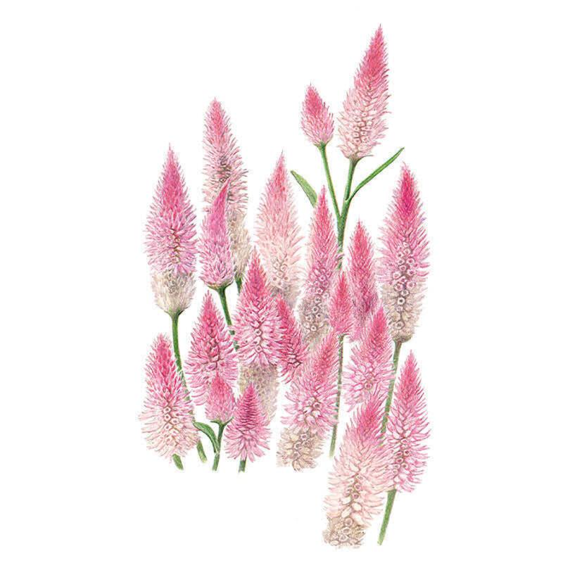 Celosia Flamingo Seed Packet seed packet photo