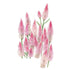 Celosia Flamingo Seed Packet seed packet photo