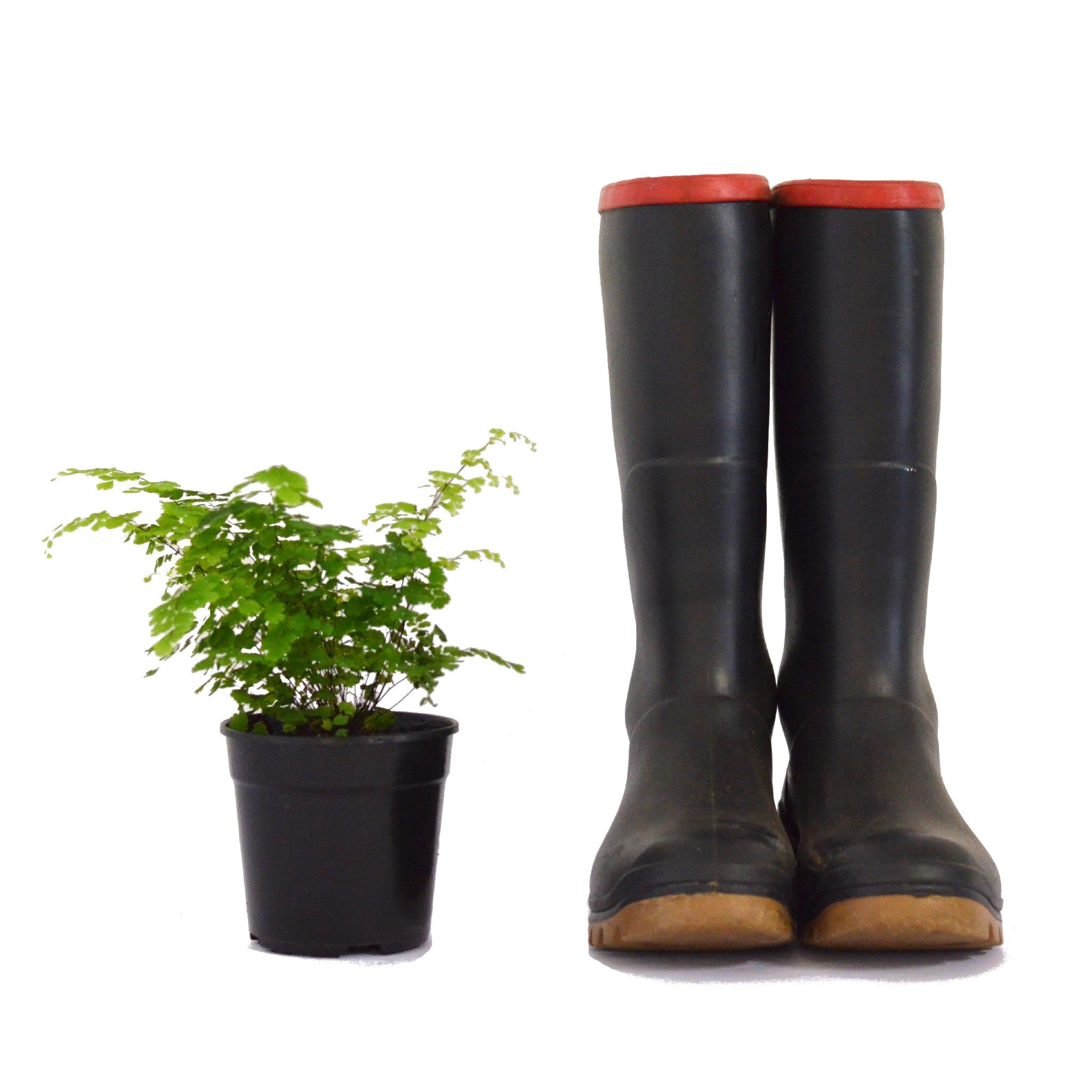 4" Fern Delta Maidenhair plant photo